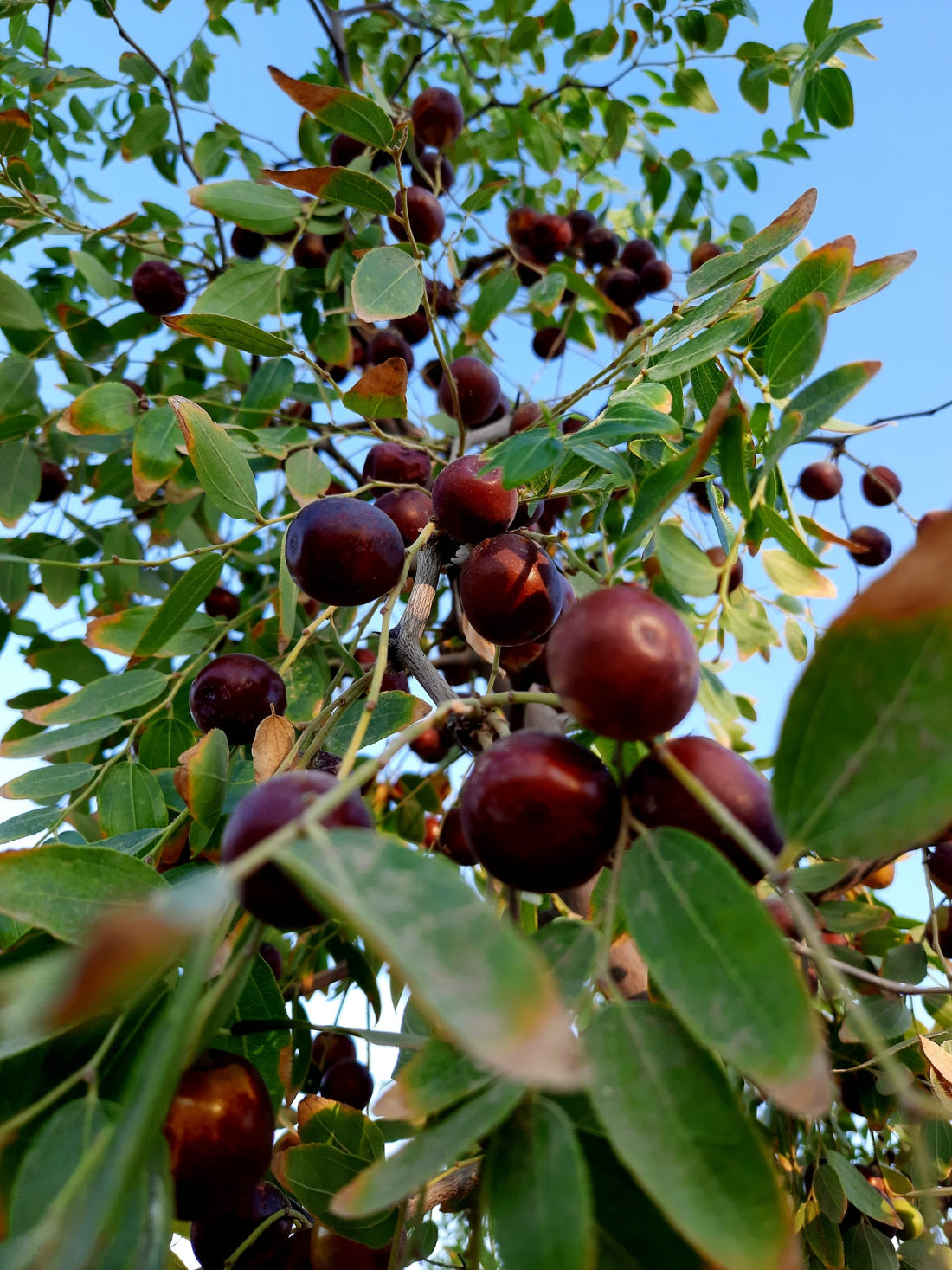 Jujubebaum mit Früchten (chinesische Dattel)